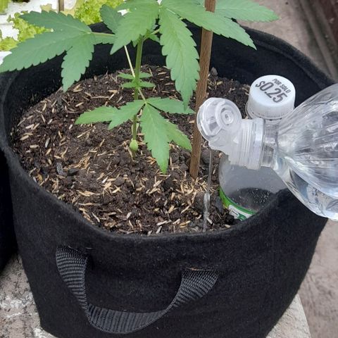 Chalupas var. CBD growlog photo: Riego