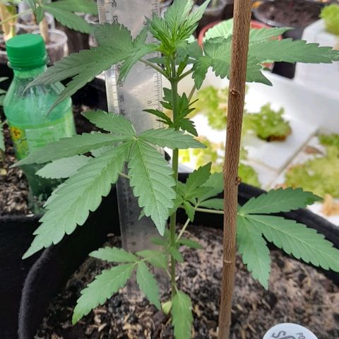 Chalupas var. CBD growlog photo: Misión de altura de la planta y conteo de hojas.