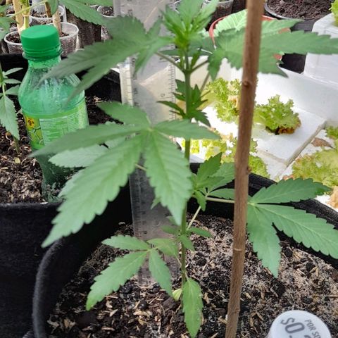 Chalupas var. CBD growlog photo: Misión de altura de la planta y conteo de hojas.