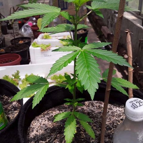 Chalupas var. CBD growlog photo: Riego