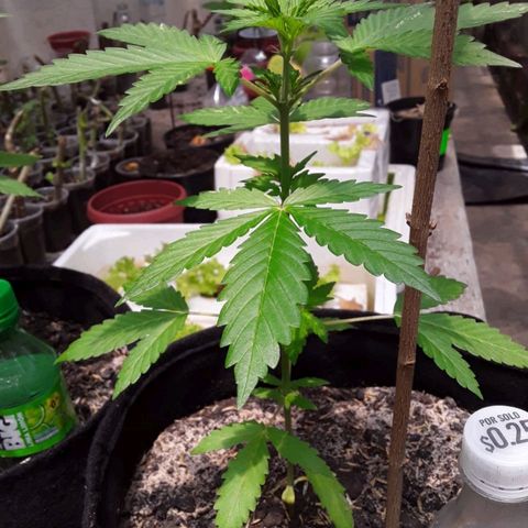 Chalupas var. CBD growlog photo: Riego