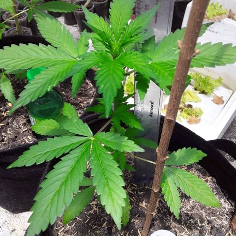 Chalupas var. CBD growlog photo: Riego por goteo