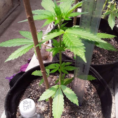 Chalupas var. CBD growlog photo: Riego por goteo