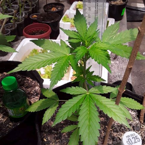 Chalupas var. CBD growlog photo: Riego por goteo