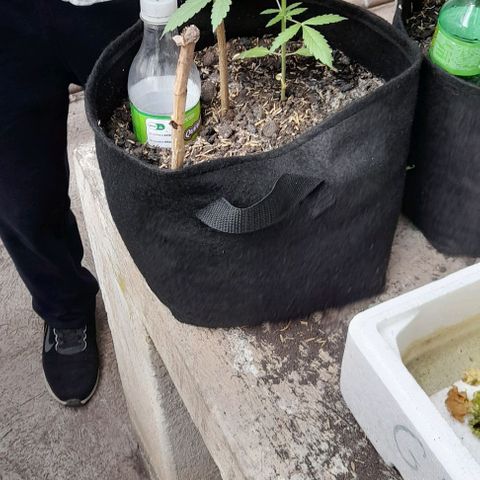 Chalupas var. CBD growlog photo: Riego y medición de altura