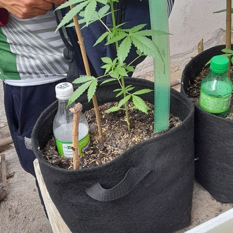 Chalupas var. CBD growlog photo: Riego y medición de altura