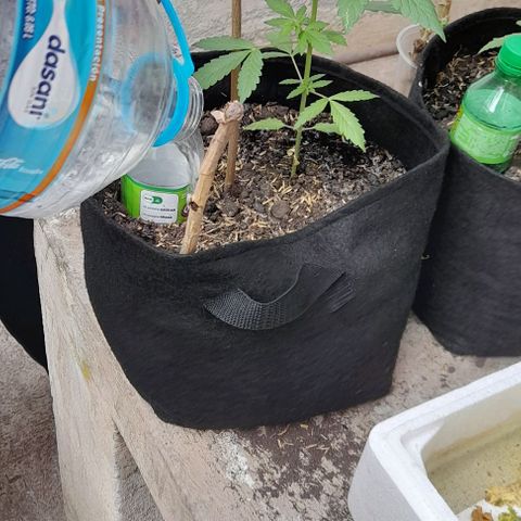 Chalupas var. CBD growlog photo: Riego y medición de altura