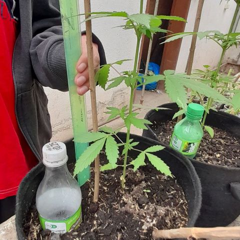 Chalupas var. CBD growlog photo: Qué tomó la altura de la planta