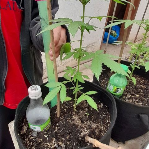 Chalupas var. CBD growlog photo: Qué tomó la altura de la planta