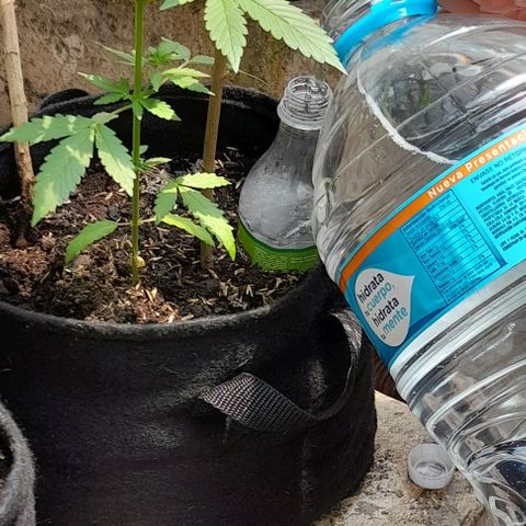 Chalupas var. CBD growlog photo: Riego