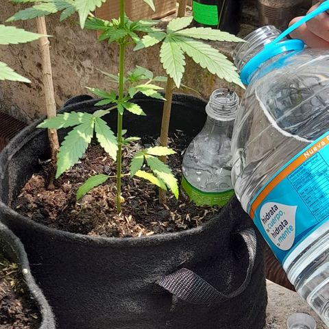 Chalupas var. CBD growlog photo: Riego