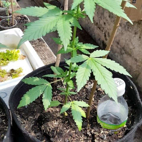 Chalupas var. CBD growlog photo: Verificación de la humedad del suelo