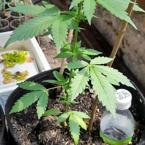 Chalupas var. CBD growlog photo: Verificación de la humedad del suelo