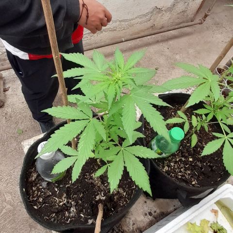 Chalupas var. CBD growlog photo: Riego por goteo