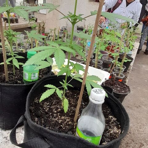 Chalupas var. CBD growlog photo: Riego