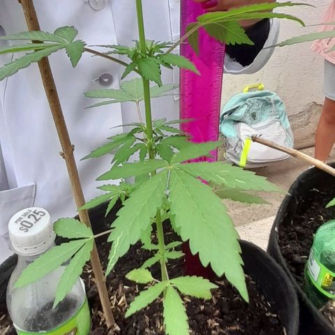 Chalupas var. CBD growlog photo: Altura