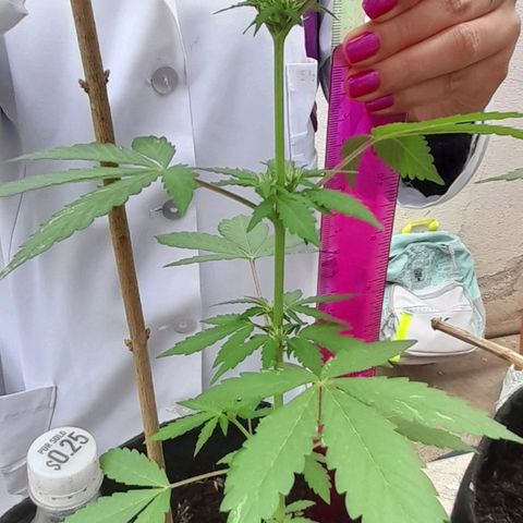 Chalupas var. CBD growlog photo: Medición de la altura