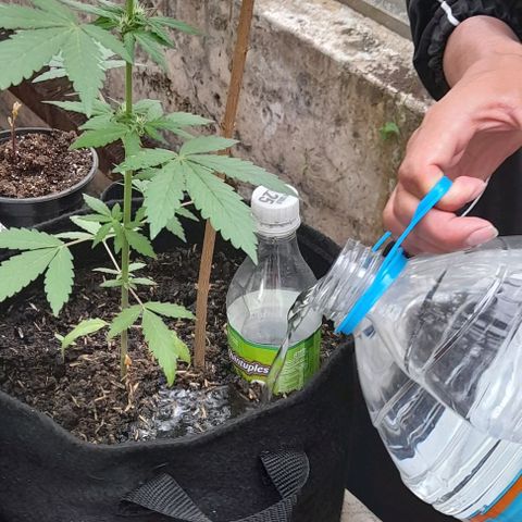 Chalupas var. CBD growlog photo: Medición de altura y riego