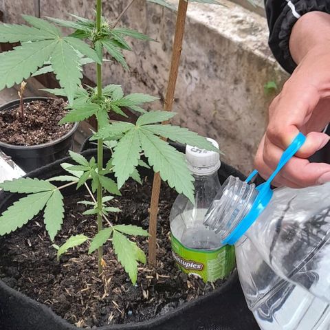 Chalupas var. CBD growlog photo: Medición de altura y riego