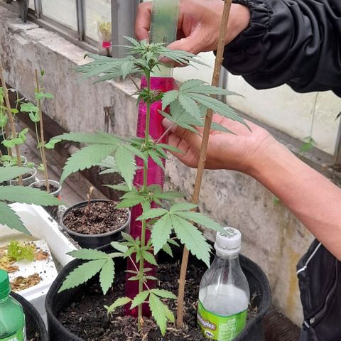 Chalupas var. CBD growlog photo: Medición de altura y riego