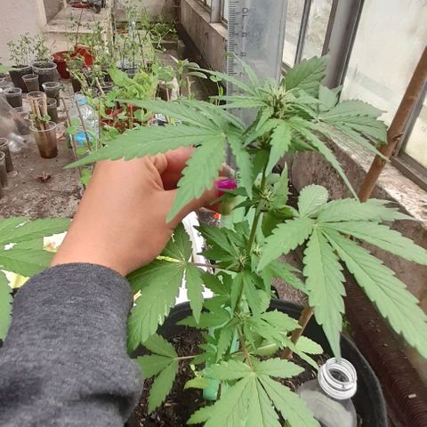 Chalupas var. CBD growlog photo: Medición de altura