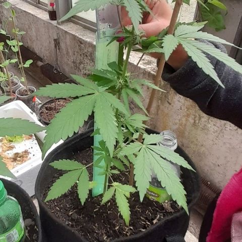 Chalupas var. CBD growlog photo: Medición de altura