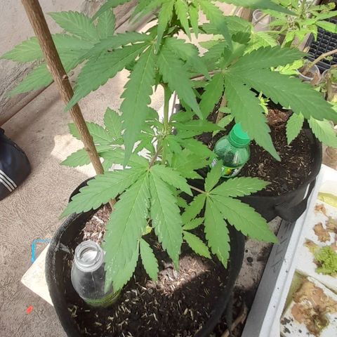 Chalupas var. CBD growlog photo: Riego