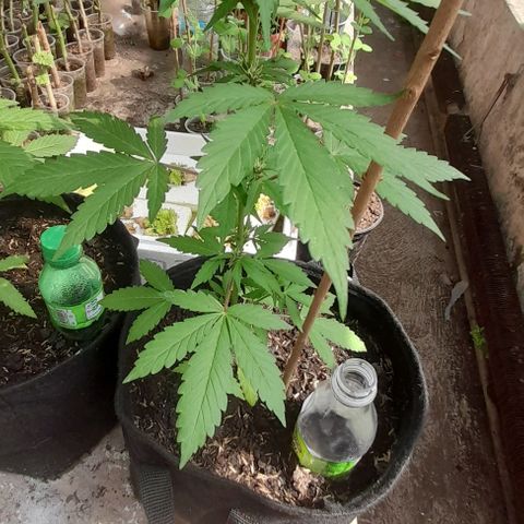 Chalupas var. CBD growlog photo: Riego