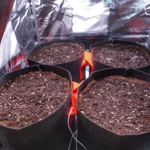 Purple Lemonade Auto  growlog photo