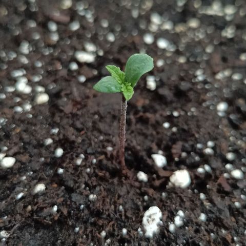 Purple Lemonade Auto  growlog photo