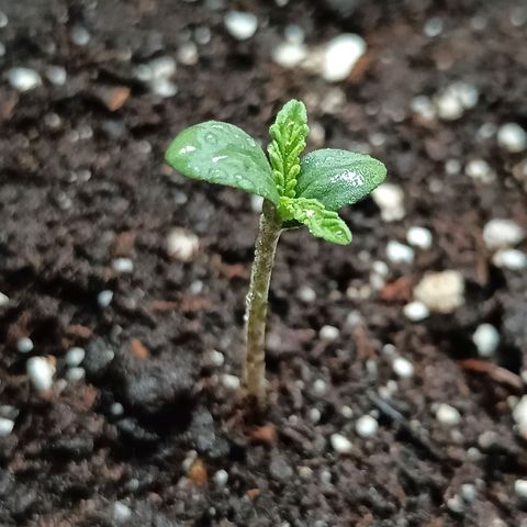 Auto Bruce Banner #5 growlog timeline photo