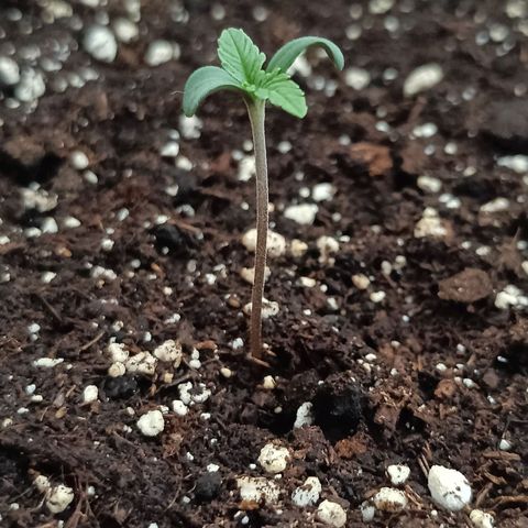 Auto Afghan growlog timeline photo