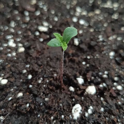 Purple Lemonade Auto  growlog photo