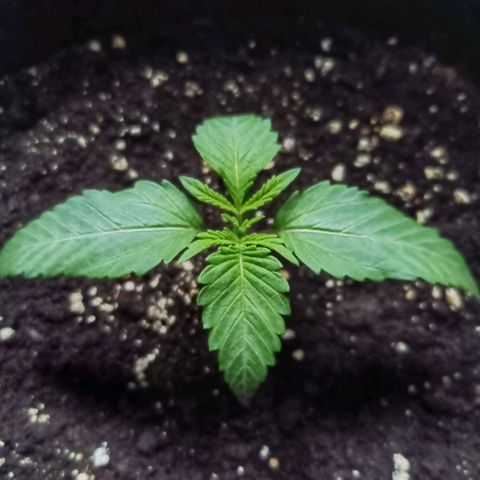 Auto Bruce Banner #5 growlog photo: 6 Day of Weg
