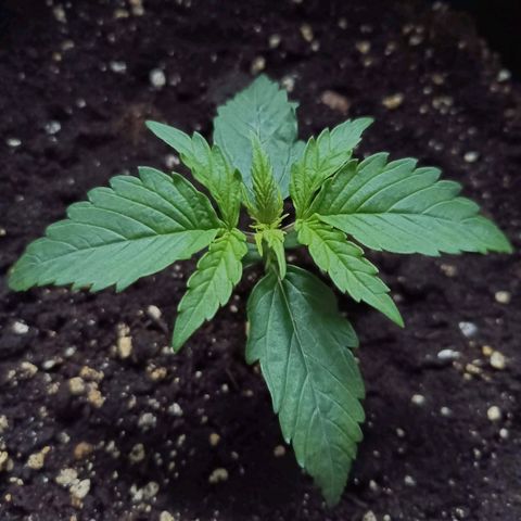 Auto Afghan growlog photo: 6 Day of Veg