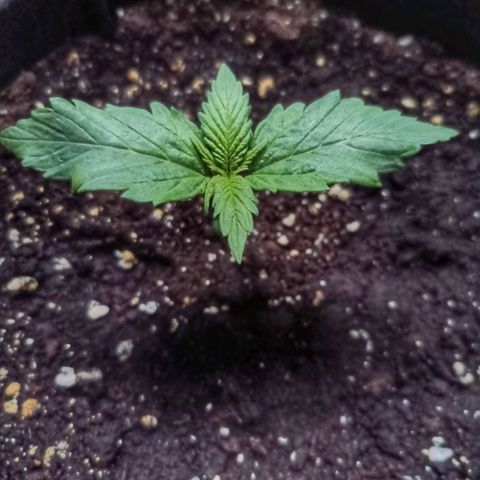 Purple Lemonade Auto  growlog photo