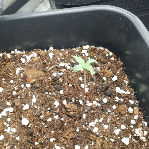 Gorilla cookies auto 420 FAST BUDS growlog timeline photo