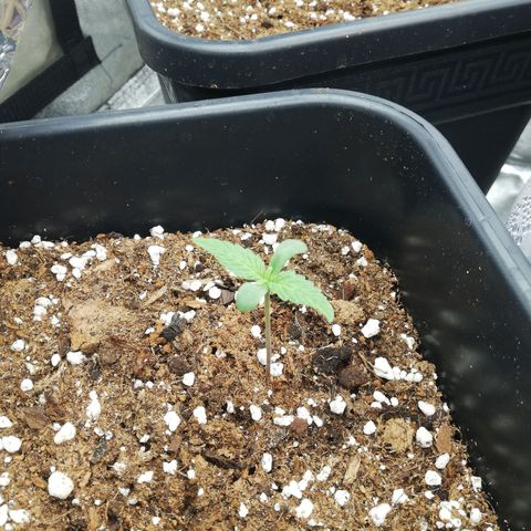 Gorilla cookies auto 420 FAST BUDS growlog timeline photo