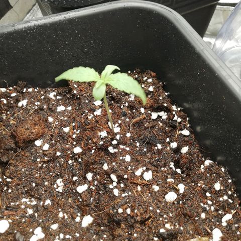 Gorilla cookies auto 420 FAST BUDS growlog timeline photo