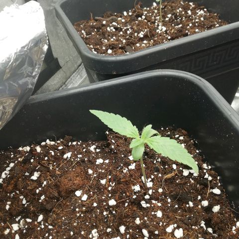 Gorilla cookies auto 420 FAST BUDS growlog timeline photo