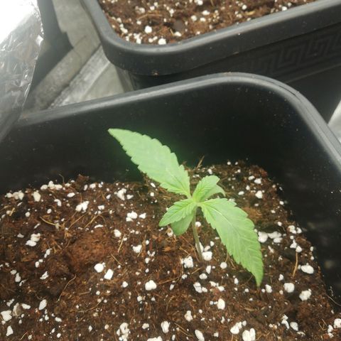Gorilla cookies auto 420 FAST BUDS growlog timeline photo