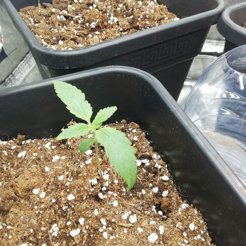 Gorilla cookies auto 420 FAST BUDS growlog timeline photo
