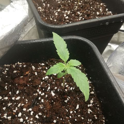 Gorilla cookies auto 420 FAST BUDS growlog timeline photo