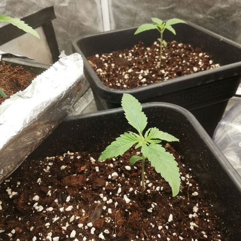 Gorilla cookies auto 420 FAST BUDS growlog timeline photo