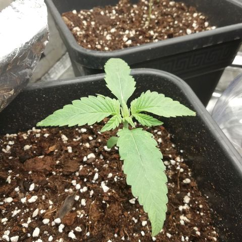Gorilla cookies auto 420 FAST BUDS growlog timeline photo