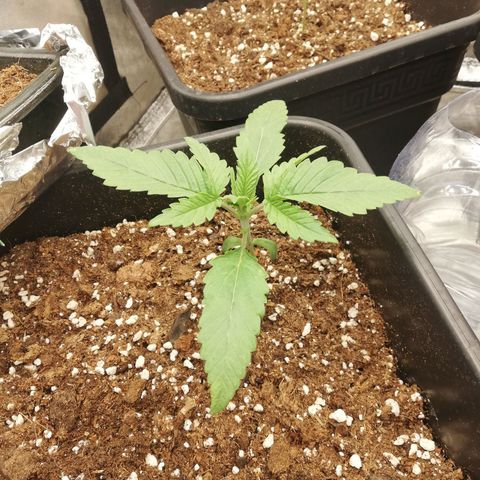 Gorilla cookies auto 420 FAST BUDS growlog timeline photo