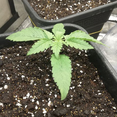 Gorilla cookies auto 420 FAST BUDS growlog timeline photo