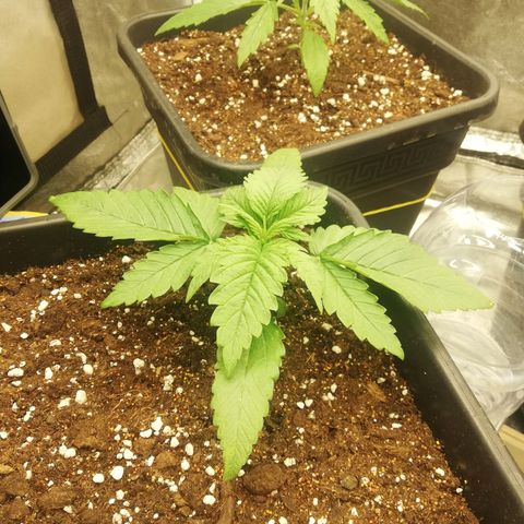Gorilla cookies auto 420 FAST BUDS growlog timeline photo