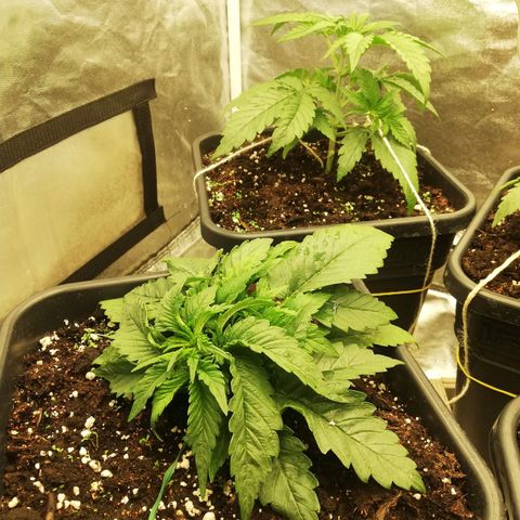Gorilla cookies auto 420 FAST BUDS growlog timeline photo