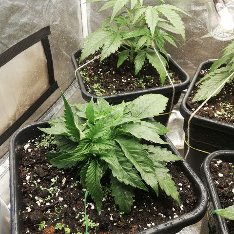 Gorilla cookies auto 420 FAST BUDS growlog timeline photo